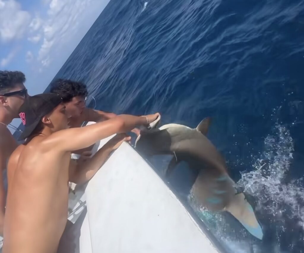 joao-felix-crudelta-animali-squalo-martello-social-instagram-post